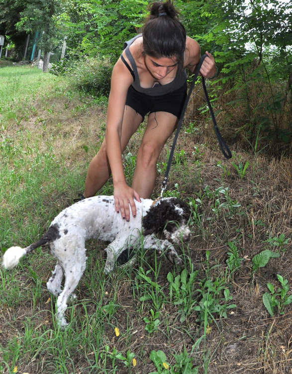 Кметско куче изравя трюфели в гората край Райново