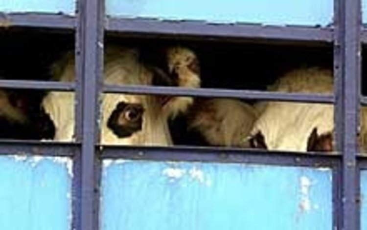 Незаконен превоз на животни засякоха полицаите от Кърджали