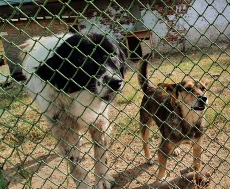 Организации в защита на бездомните кучета водят преговори за съвместна работа с община Асеновград 