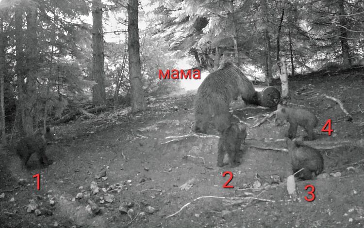 Феномен! Мечка отглежда четири малки в горите край с.Хвойна